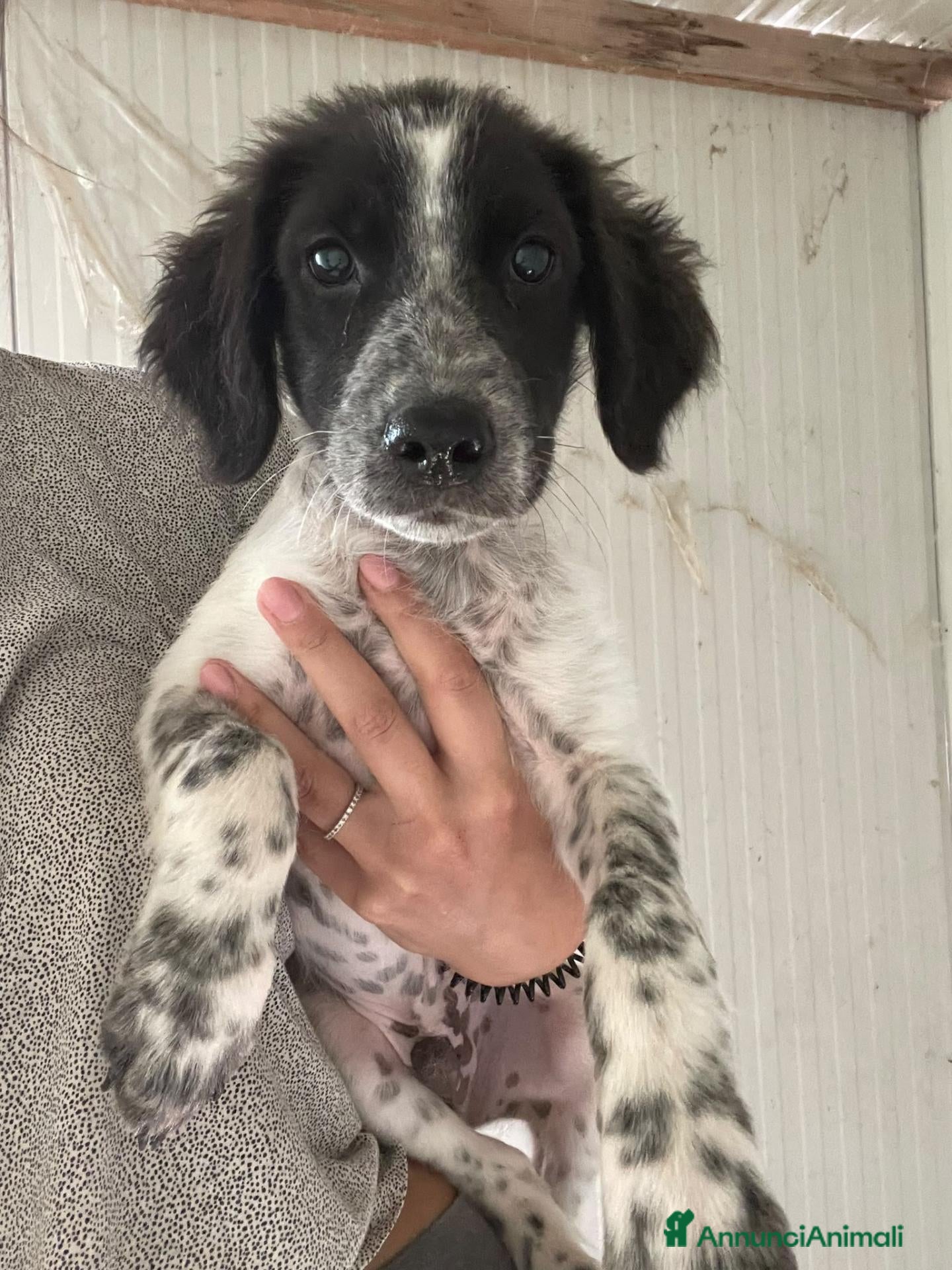 Meticcio cani SOS CUCCIOLI - Annuncio 9