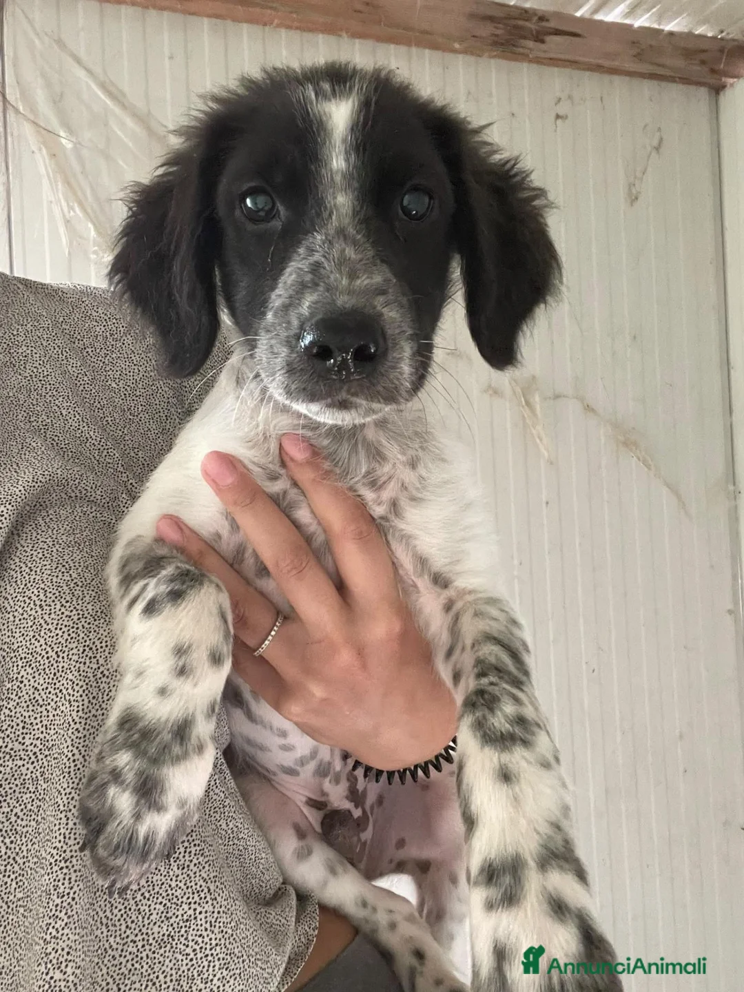 Meticcio cani in regalo: SOS CUCCIOLI a Città Metropolitana di Firenze - Annuncio 1