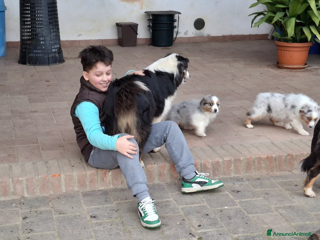 Australian Shepherd cani in vendita: Bellissimo regalo x san valentino - Annuncio 3