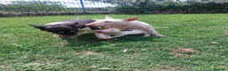 Bull Terrier cani in vendita: Cucciola di bull terrier standard - Annuncio 2