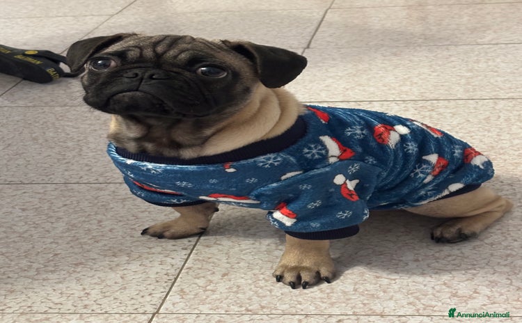 Carlino cani a Provincia di Barletta-Andria-Trani - Annuncio 1