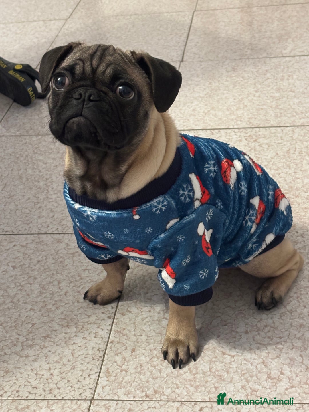 Carlino cani in vendita: Carlino  a Provincia di Barletta-Andria-Trani - Immagine 1