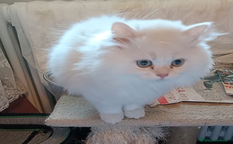 Persiano gatti a Provincia di Modena - Annuncio 17