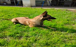 Pastore Belga cani in vendita: Pastore belga a Città metropolitana di Milano - Immagine 5