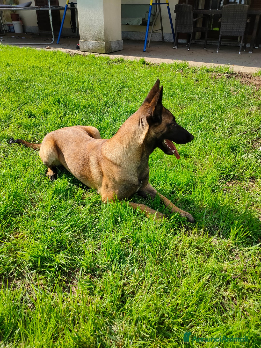 Pastore Belga cani in vendita: Pastore belga a Città metropolitana di Milano - Immagine 5