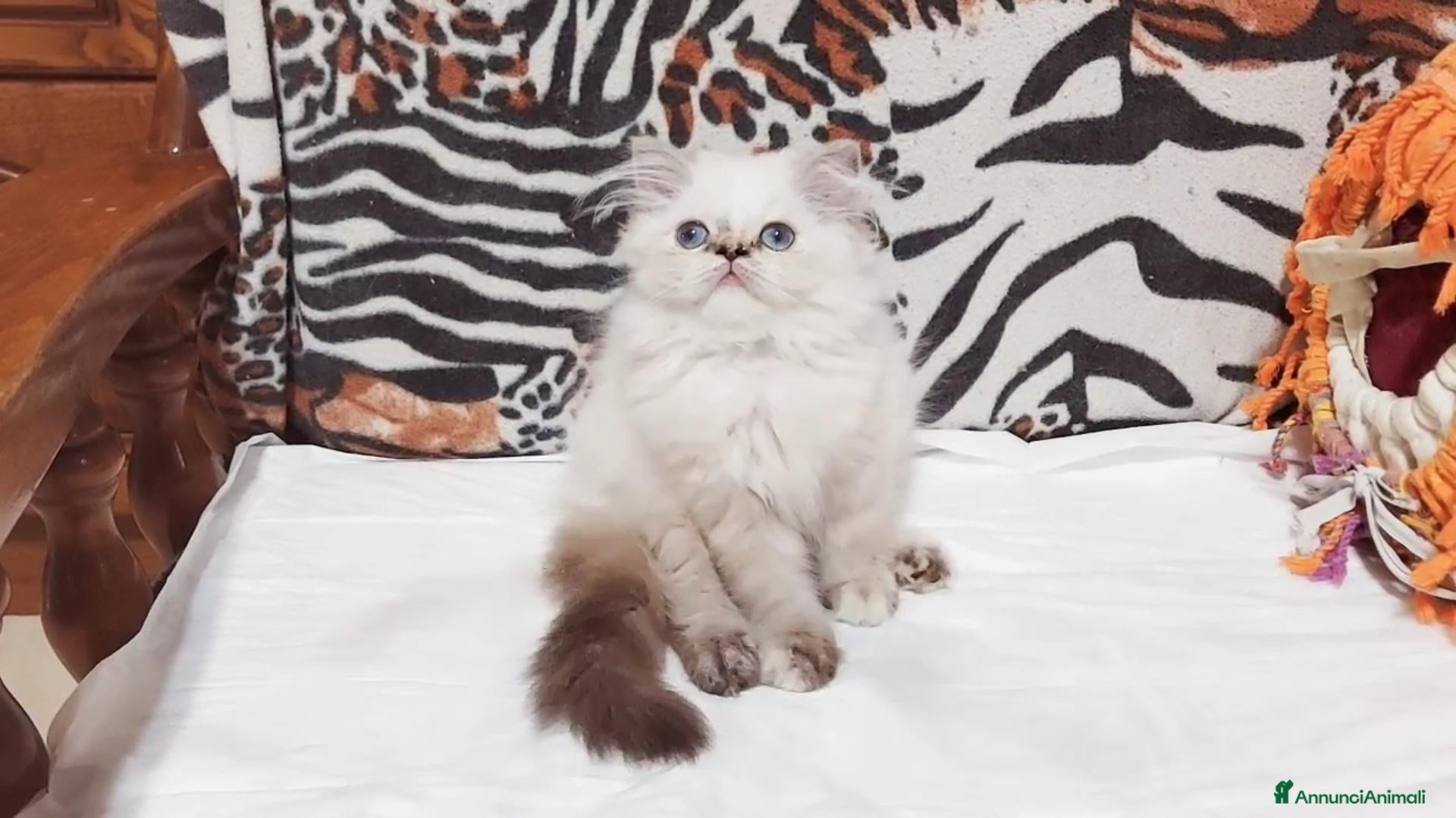 Persiano gatti Cuccioli di Persiano - Annuncio 2