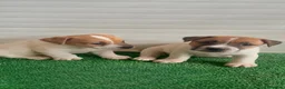 Jack Russell cani in vendita: Jack Russell Cuccioli  - Annuncio 6