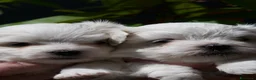 Maltese cani in vendita: CUCCIOLI MALTESI - Annuncio 7
