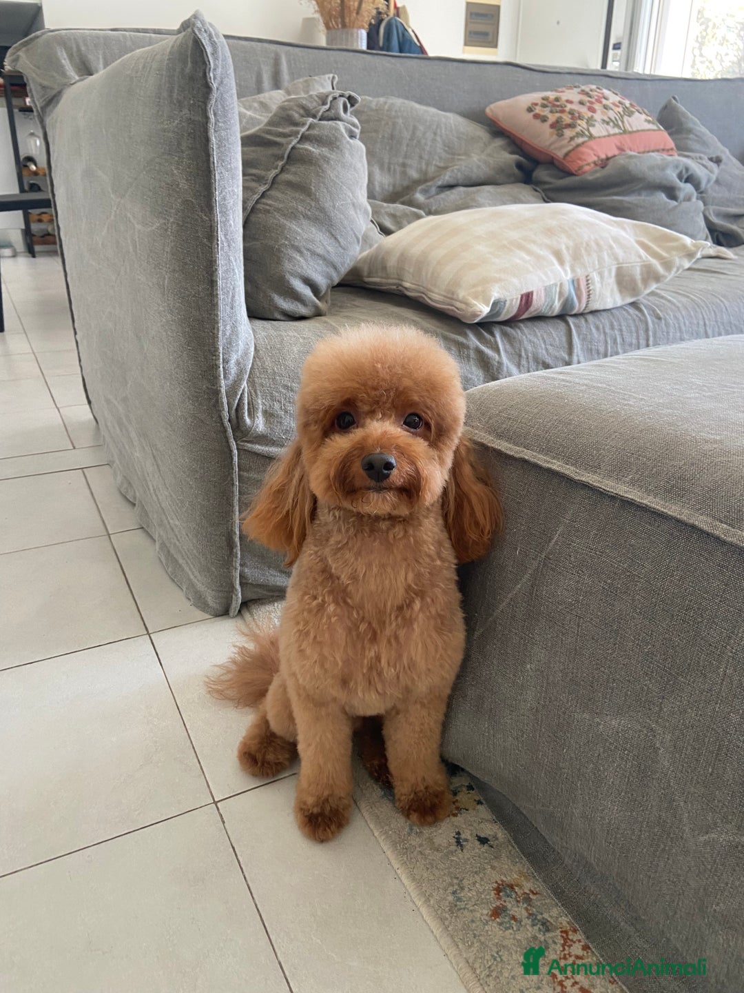 Barboncino cani per accoppiamento: Barboncino per monta  - Annuncio 2