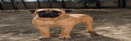 Bullmastiff cani in vendita: Bullmastiff cuccioli a Provincia di Pescara - Annuncio 7