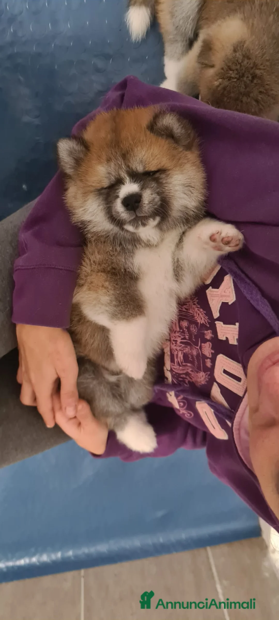 Akita Inu cani in vendita: Cuccioli di Akita disponibili - Annuncio 12