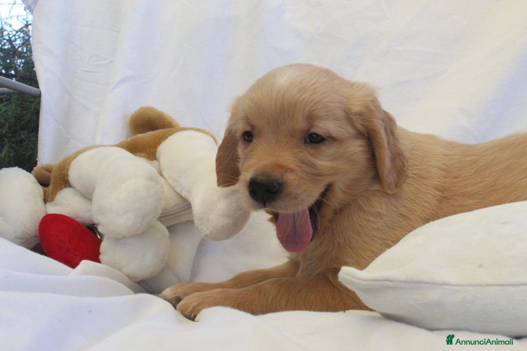 Golden Retriever cani in vendita: Ultimi cuccioli di Golden Retriever con pedigree a Città metropolitana di Milano - Immagine 4