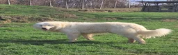 Pastore Abbruzzese Maremmano cani in vendita: cuccioli e cuccioloni di pastore Abruzzese Mar. - Annuncio 14