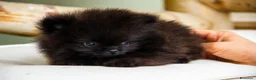 Volpino Pomerania cani in vendita: Cuccioli Spitz Tedesco Nano  - Annuncio 4