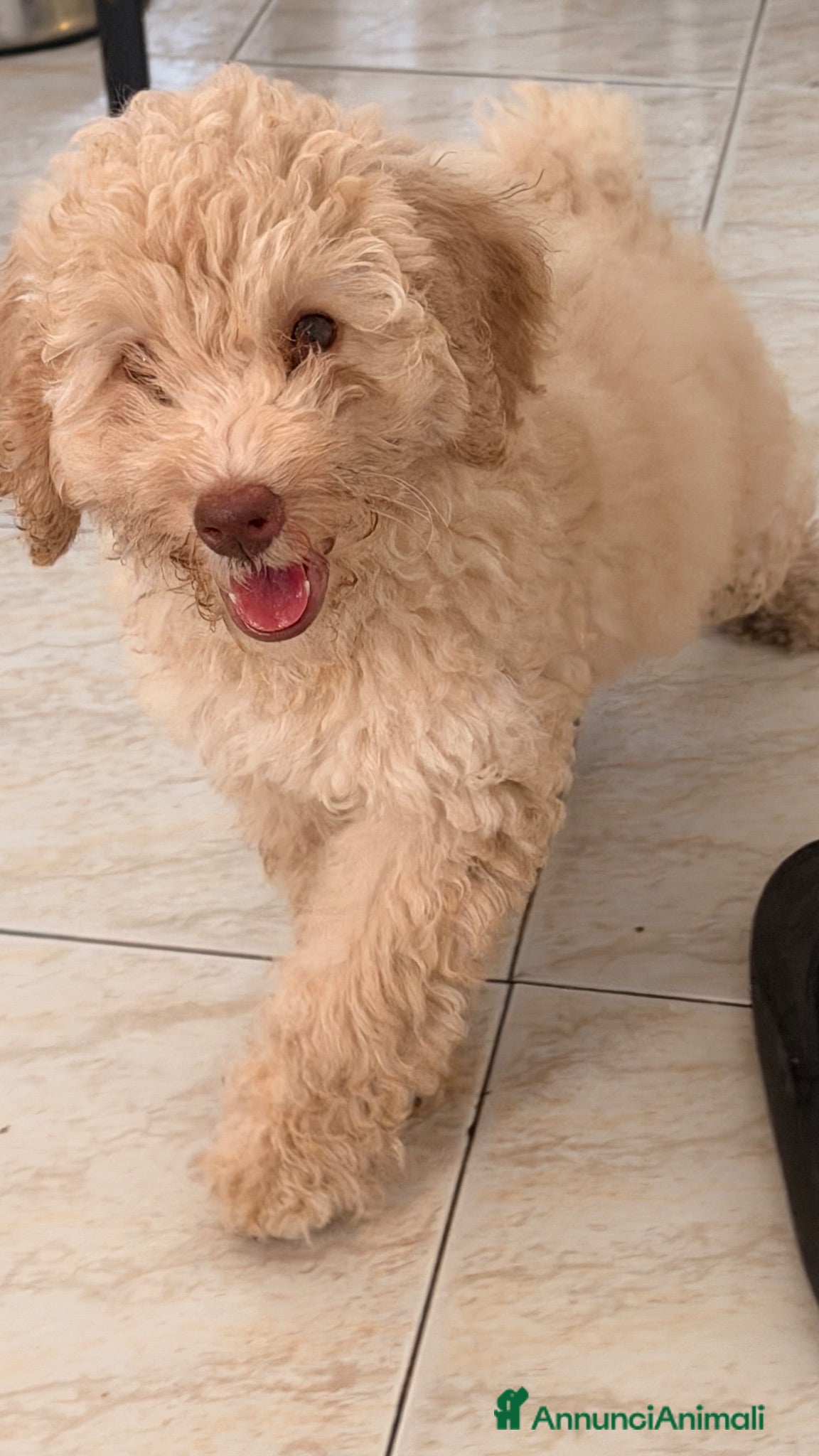 Barboncino cani Barboncino nano - Annuncio 25