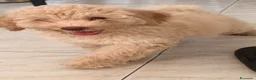 Barboncino cani in vendita: Barboncino nano - Annuncio 1