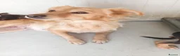 Meticcio cani in regalo: Cagnolina di taglia piccola  - Annuncio 2