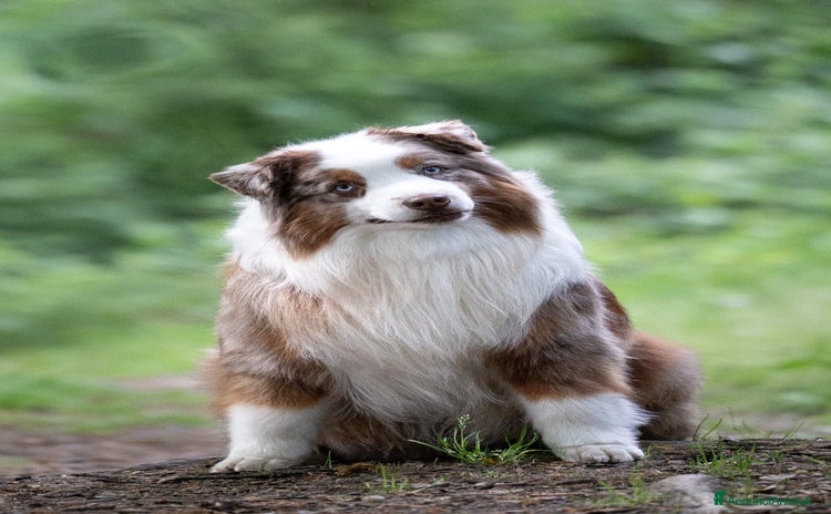 Miniature American Shepherd cani a Città Metropolitana di Torino - Annuncio 1