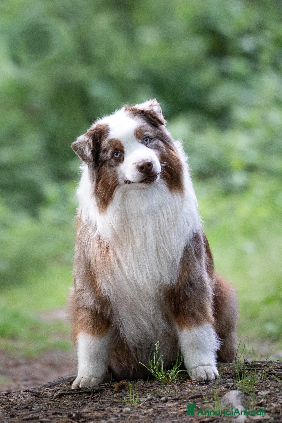 Miniature American Shepherd cani in vendita: Pastore Australiano in Miniatura a Città Metropolitana di Torino - Immagine 1