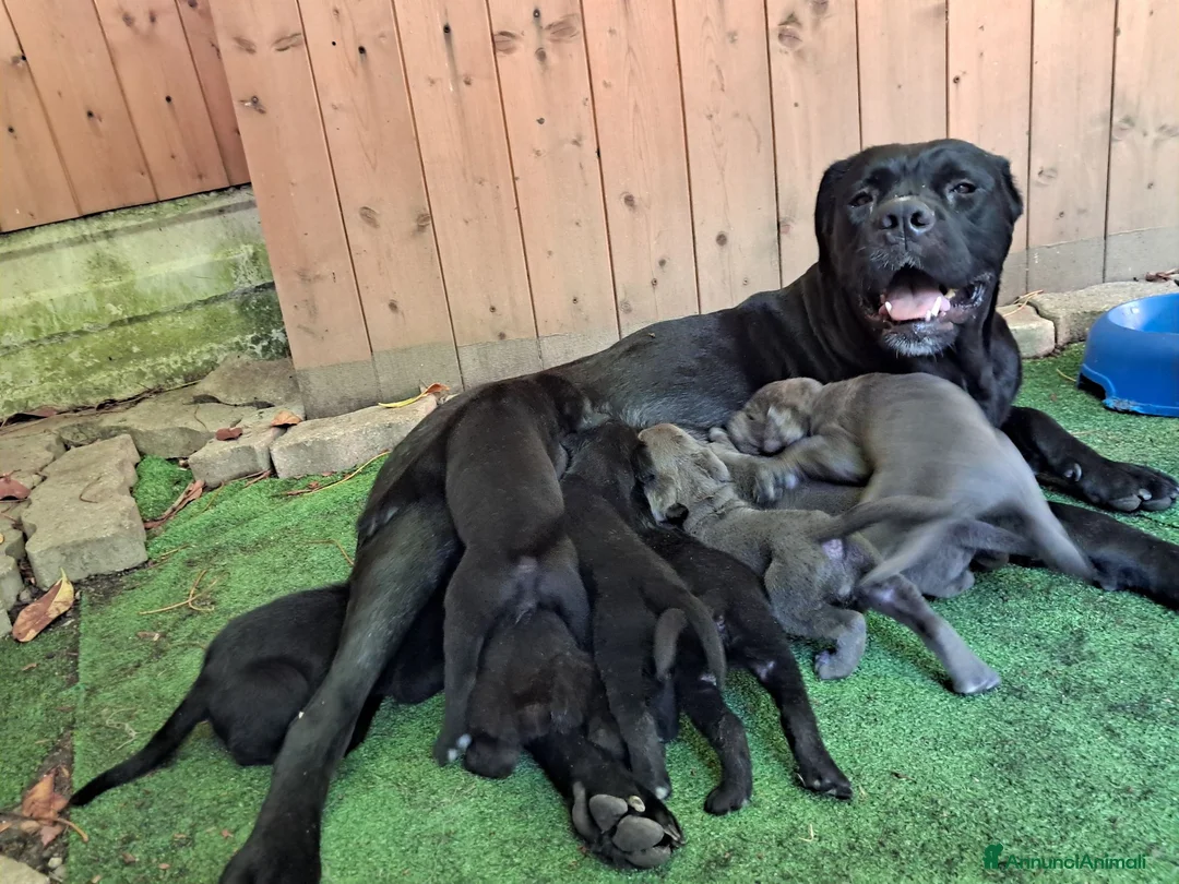 Cane Corso cani in vendita: FANTASTICI CUCCIOLI CANE CORSO a Provincia di Cremona - Annuncio 2