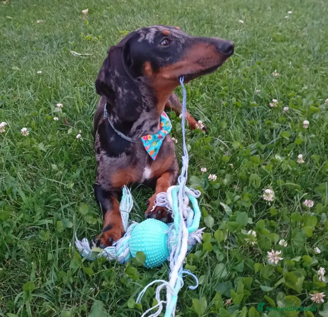 Bassotto cani Bassotto cerca amore a Provincia di Brescia - Annuncio 3