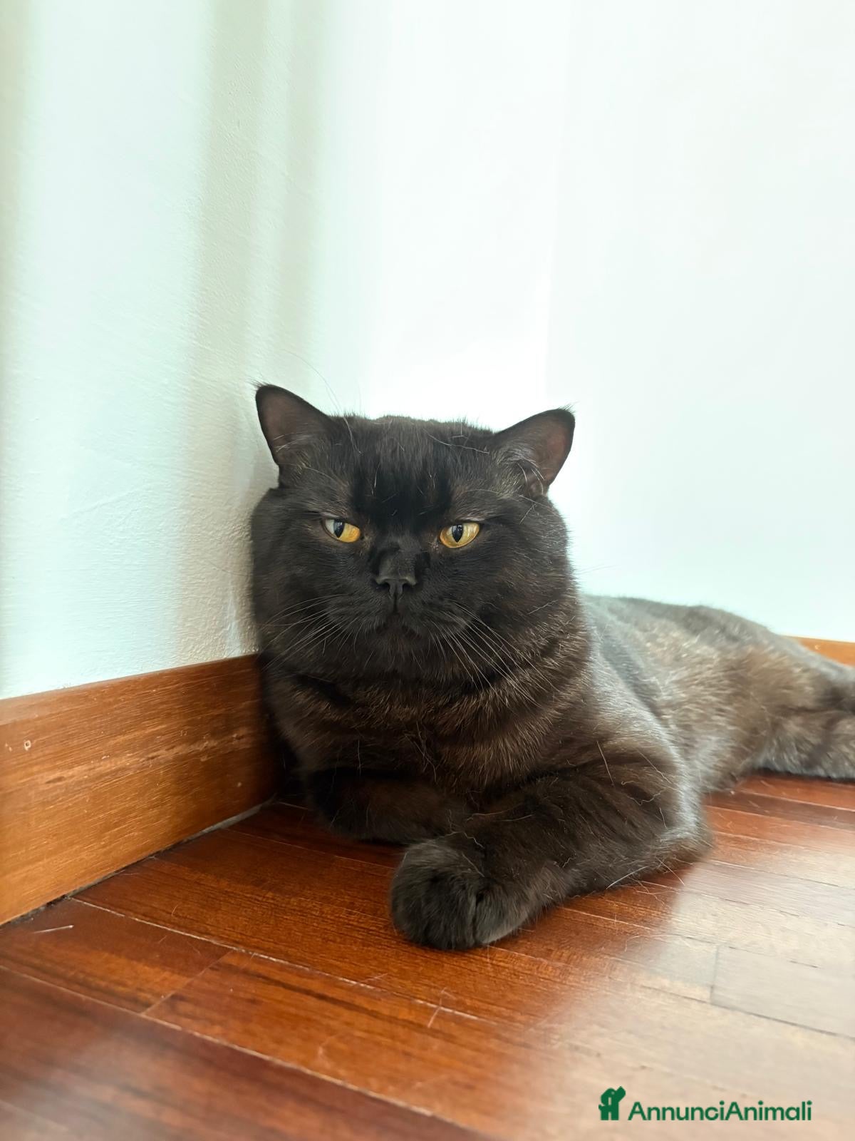 Scottish gatti Cerco fidanzata  - Annuncio 1