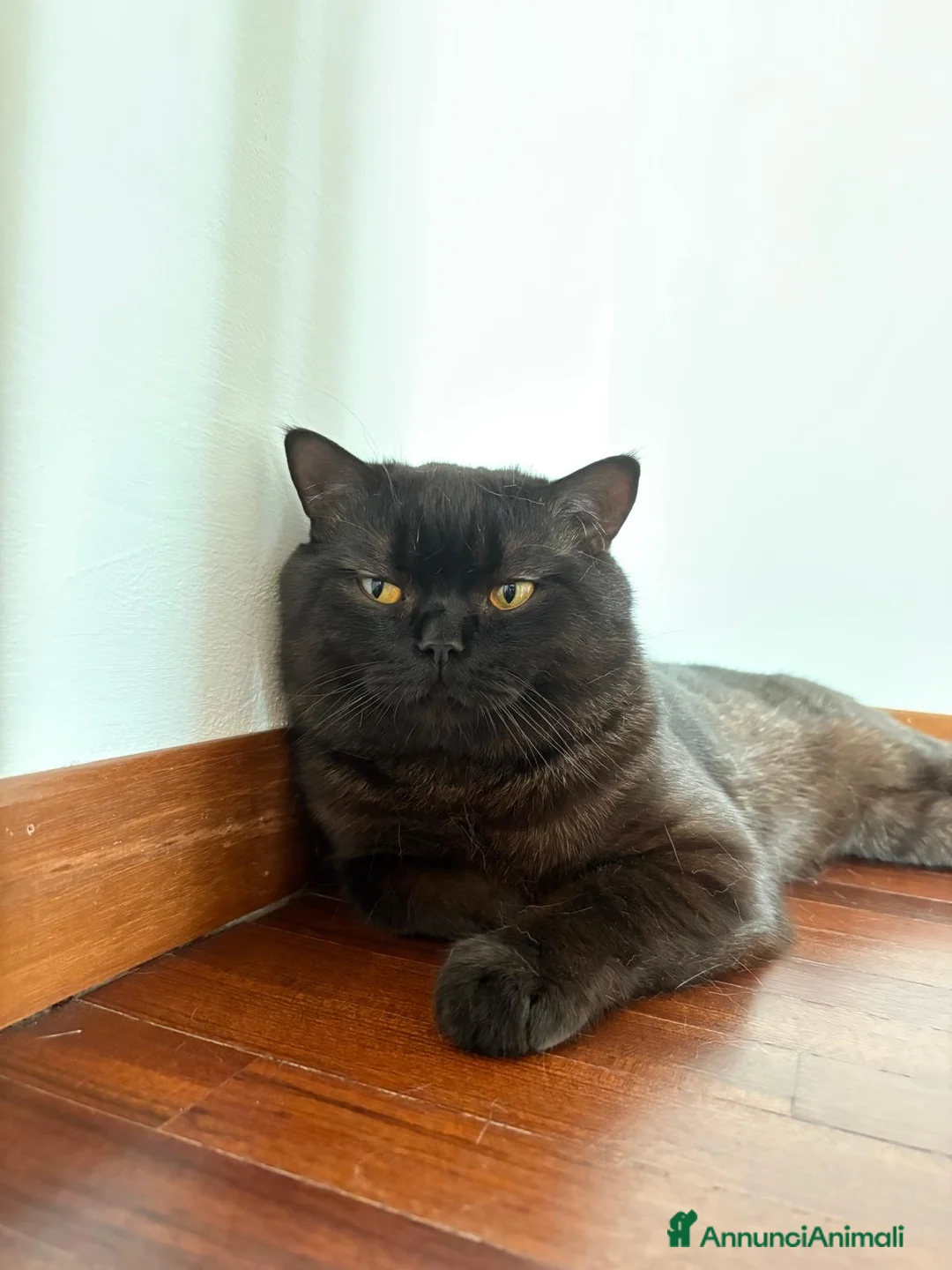 Scottish gatti per accoppiamento: Cerco fidanzata  - Annuncio 1