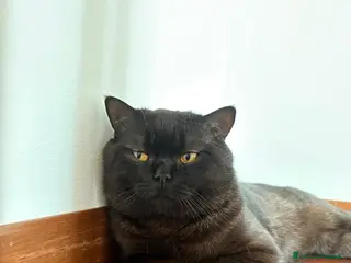 Scottish gatti Cerco fidanzata - Annuncio 1