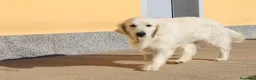Golden Retriever cani in vendita: ultimi cuccioli golden retriever con pedigree - Annuncio 4