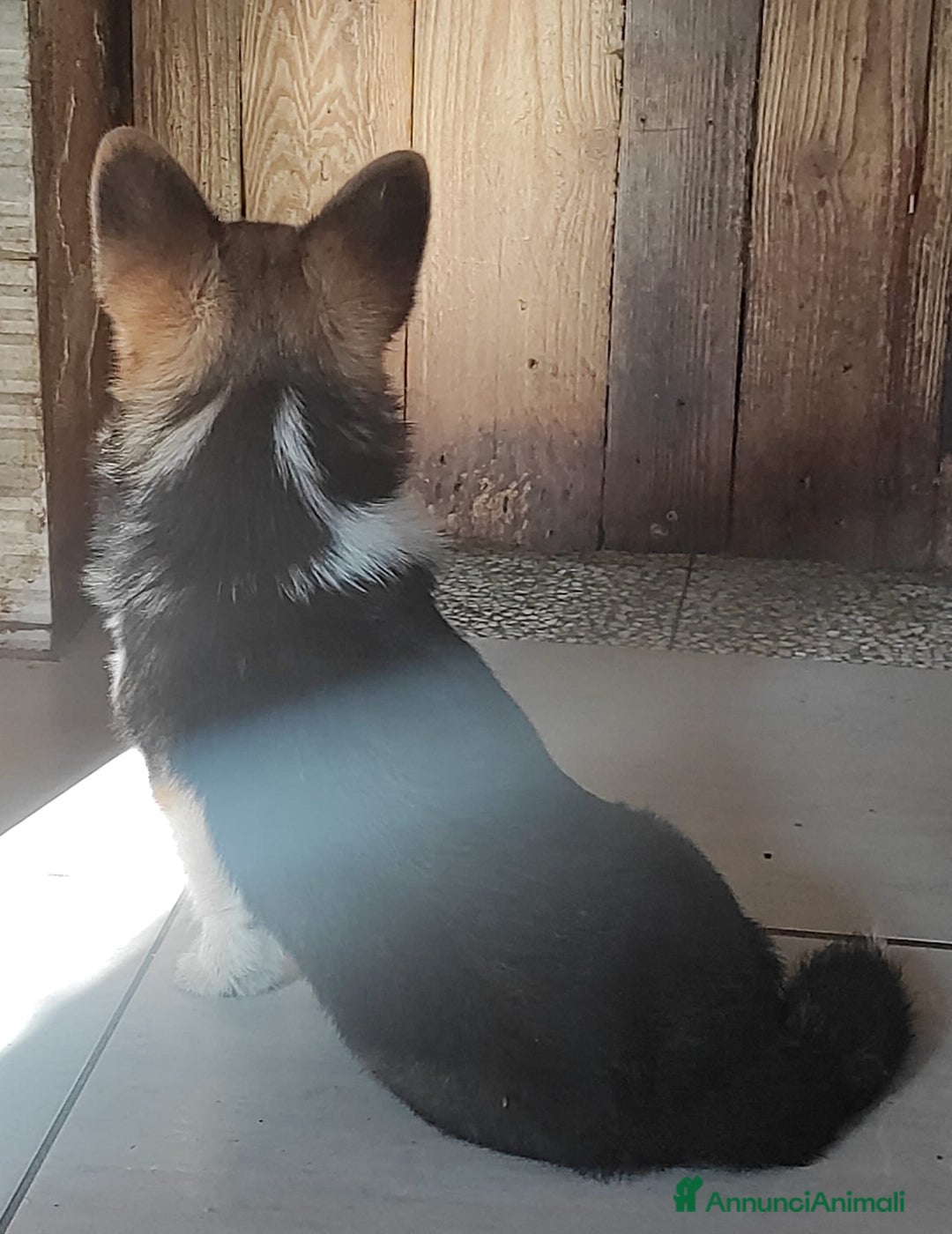 Corgi Pembroke cani in vendita: Corgi Pembroke  a Provincia di Pavia - Immagine 3