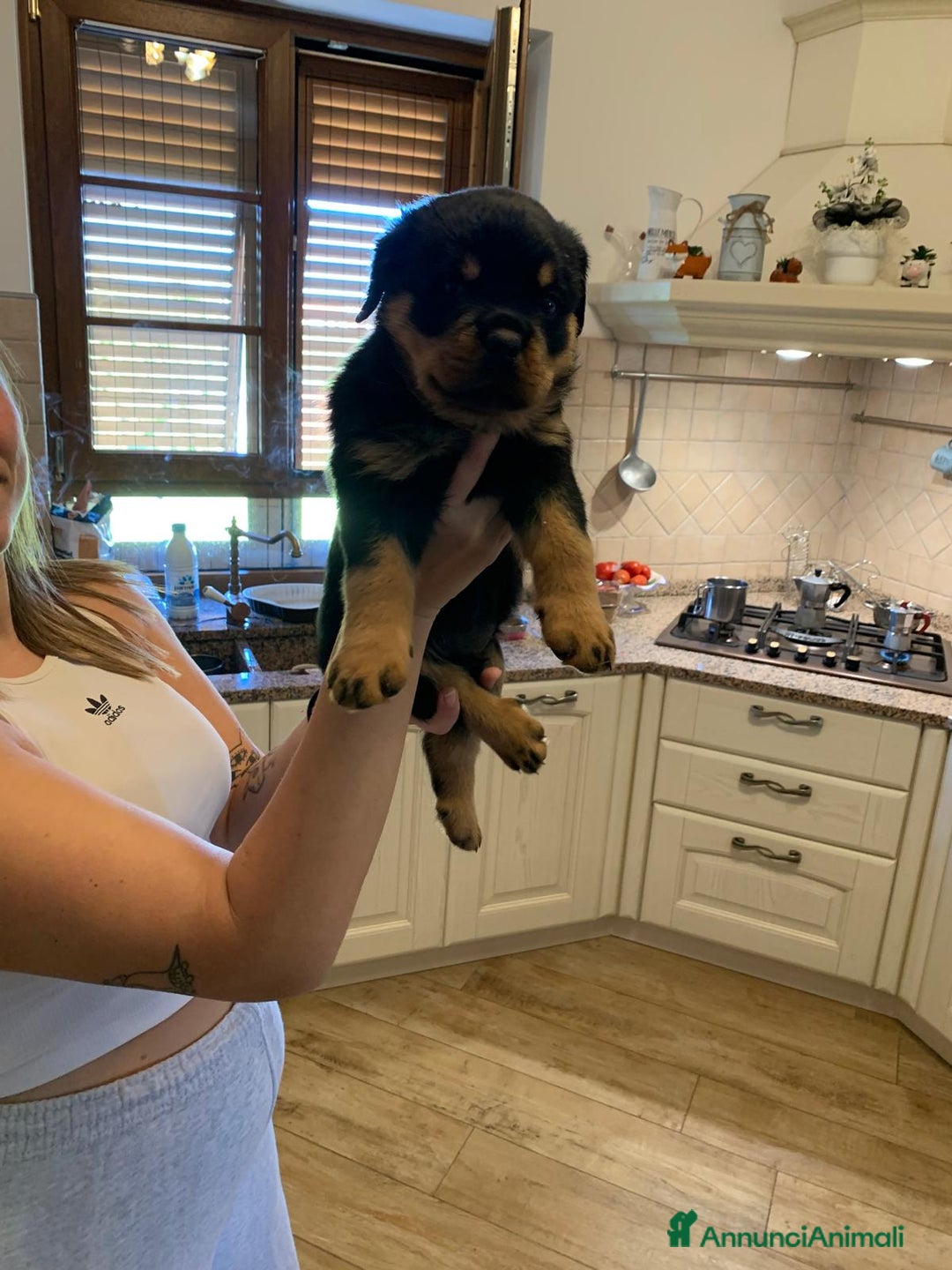 Rottweiler cani in vendita: Cuccioli rottweiller alta genealogia  - Annuncio 8