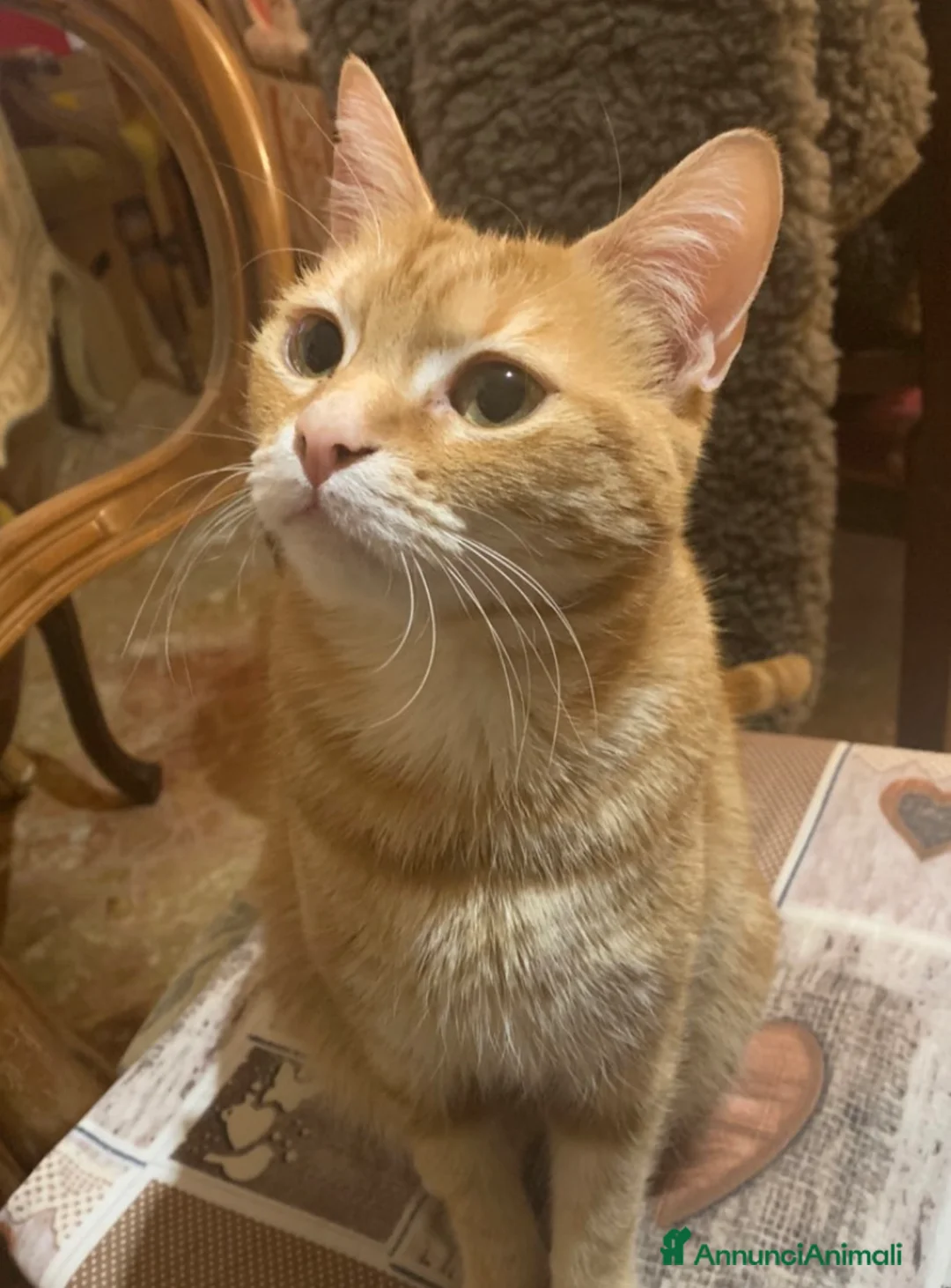 Meticcio gatti in regalo: Regalo gattina  a Provincia di Pisa - Annuncio 2