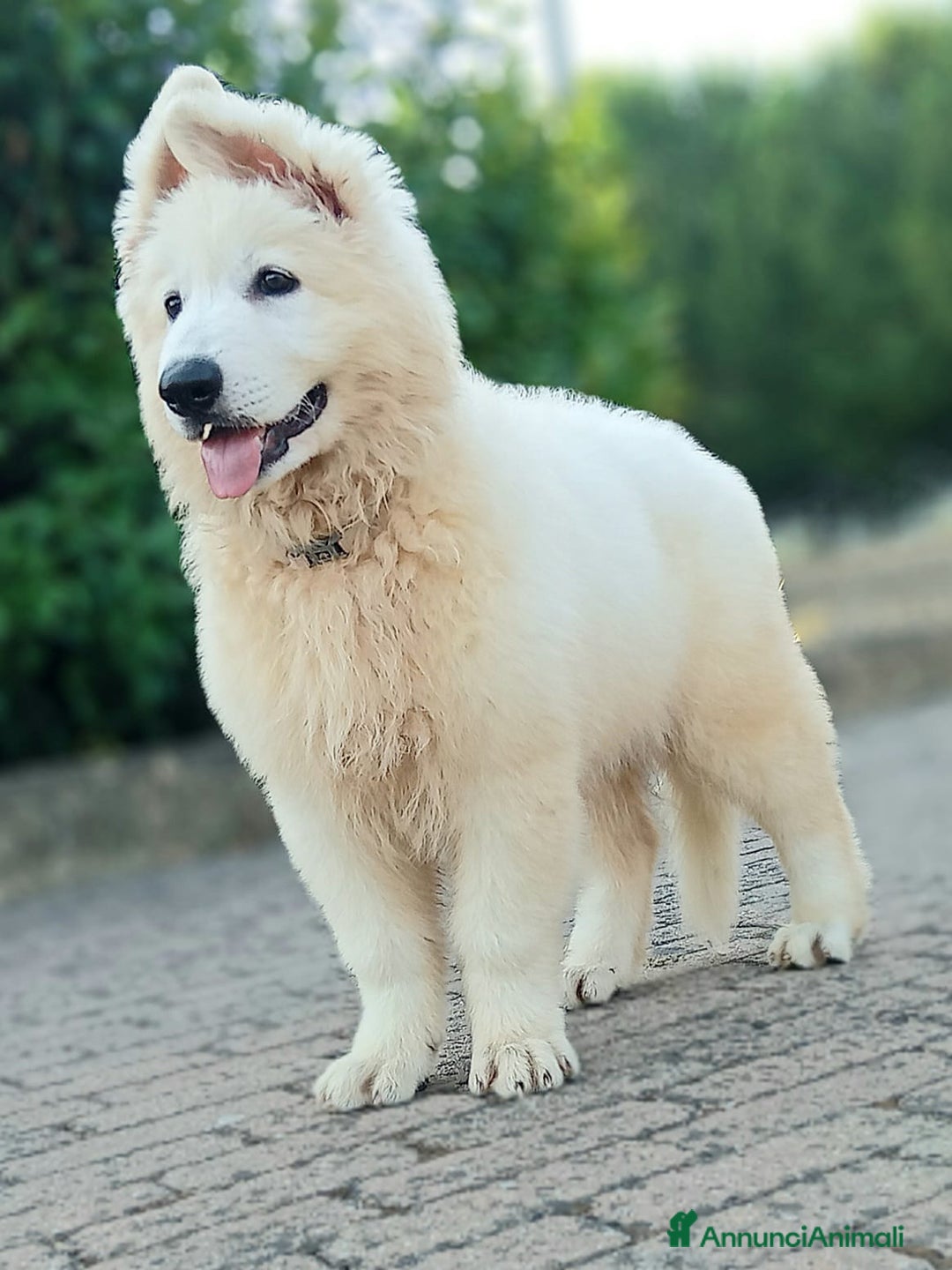 Pastore Svizzero cani in vendita: Ultimo cucciolo pelo lungo - Annuncio 9