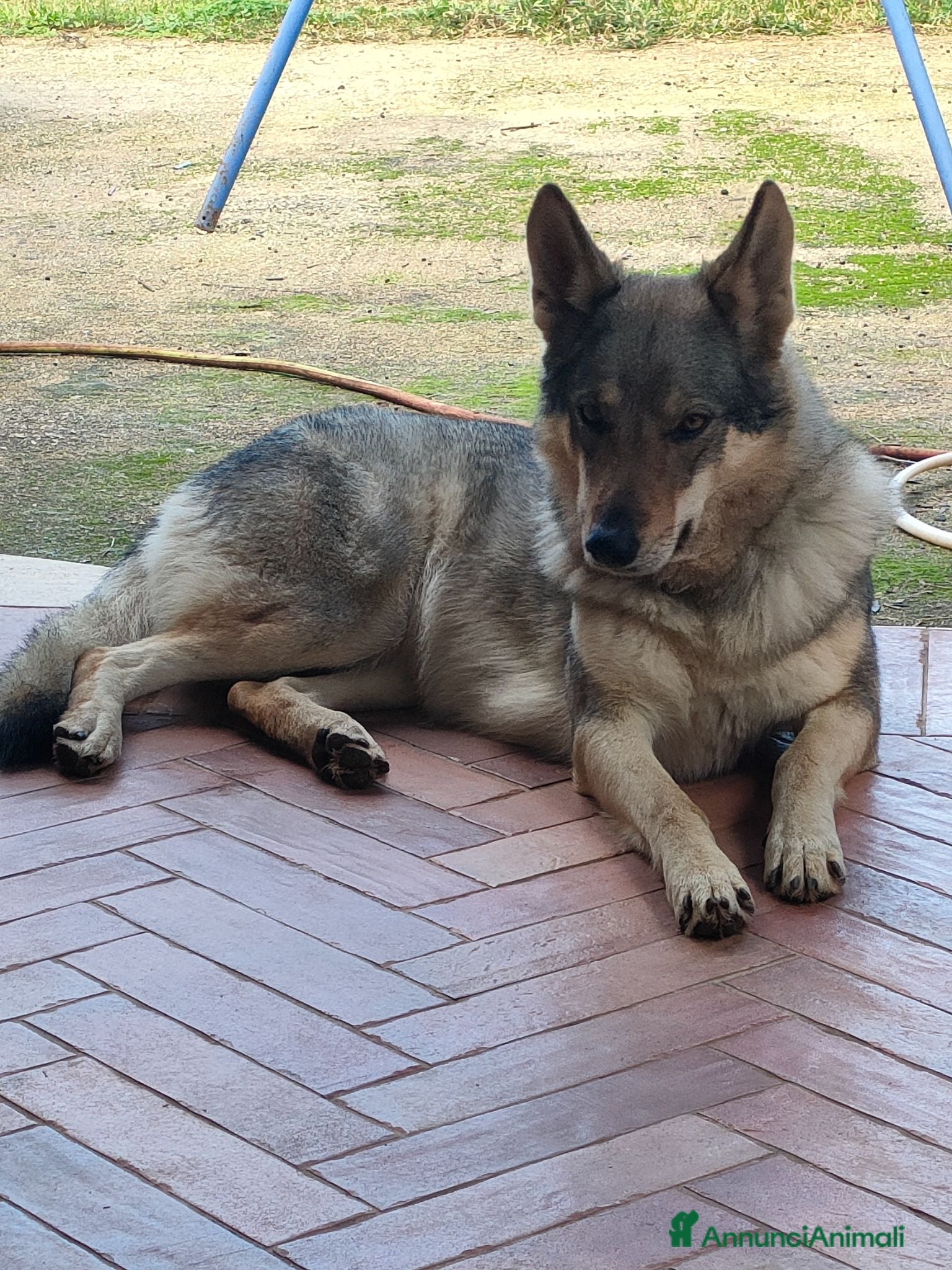 Lupo Cecoslovacco cani Cuccioli cane lupo cecoslovacco  - Annuncio 2