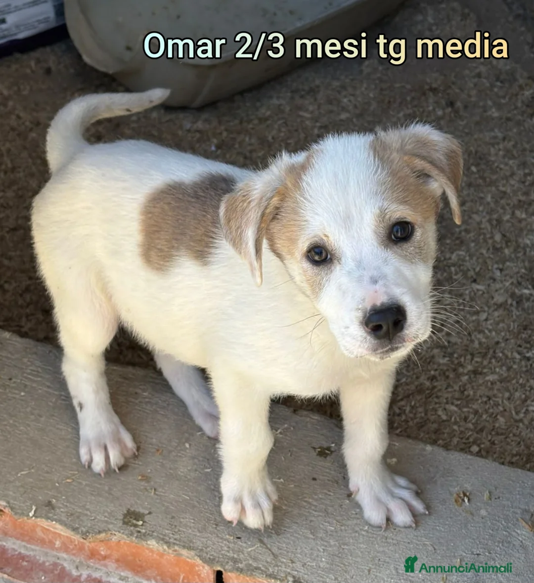 Meticcio cani in regalo: CUCCIOLI, URGENTE: TEMPO SCADUTO  a Provincia di Arezzo - Annuncio 12