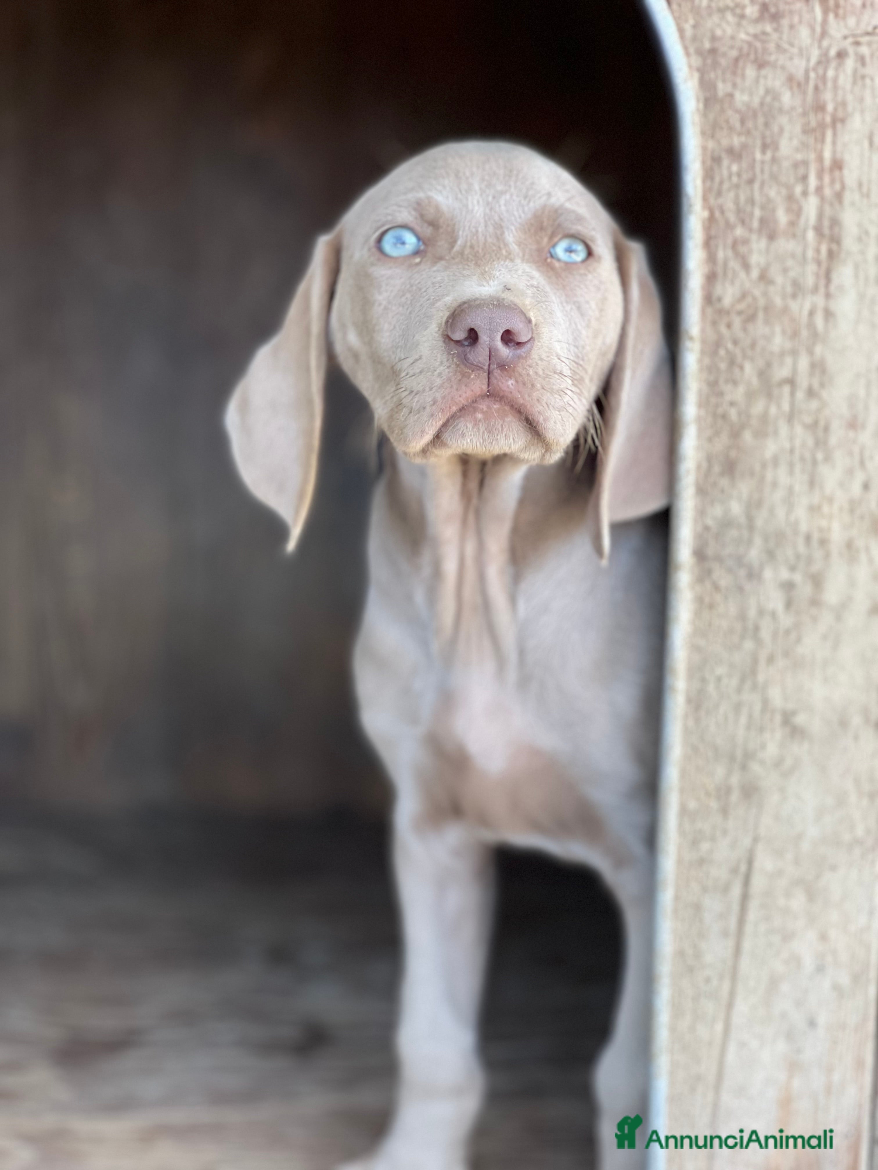 Weimaraner cani cuccioli weimaraner - Annuncio 1