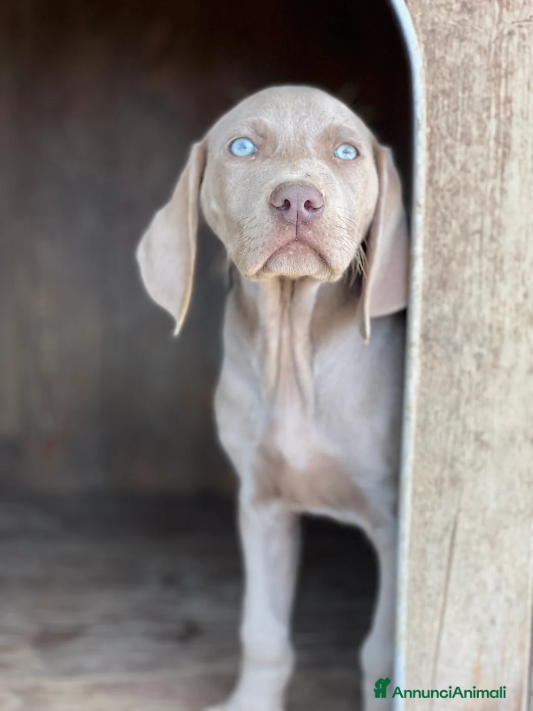 Weimaraner cani in vendita: cuccioli weimaraner - Annuncio 1