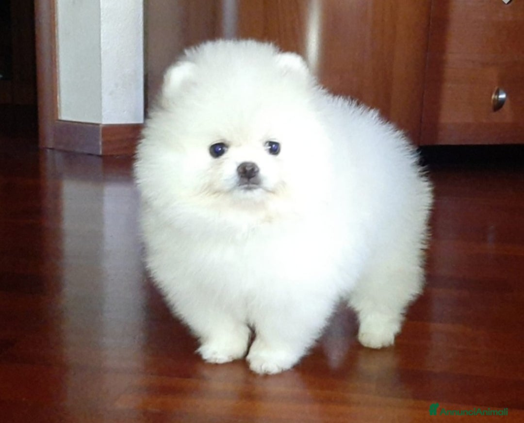 Spitz cani in vendita: Spitz tedesco NANO Pomerania  - Annuncio 19