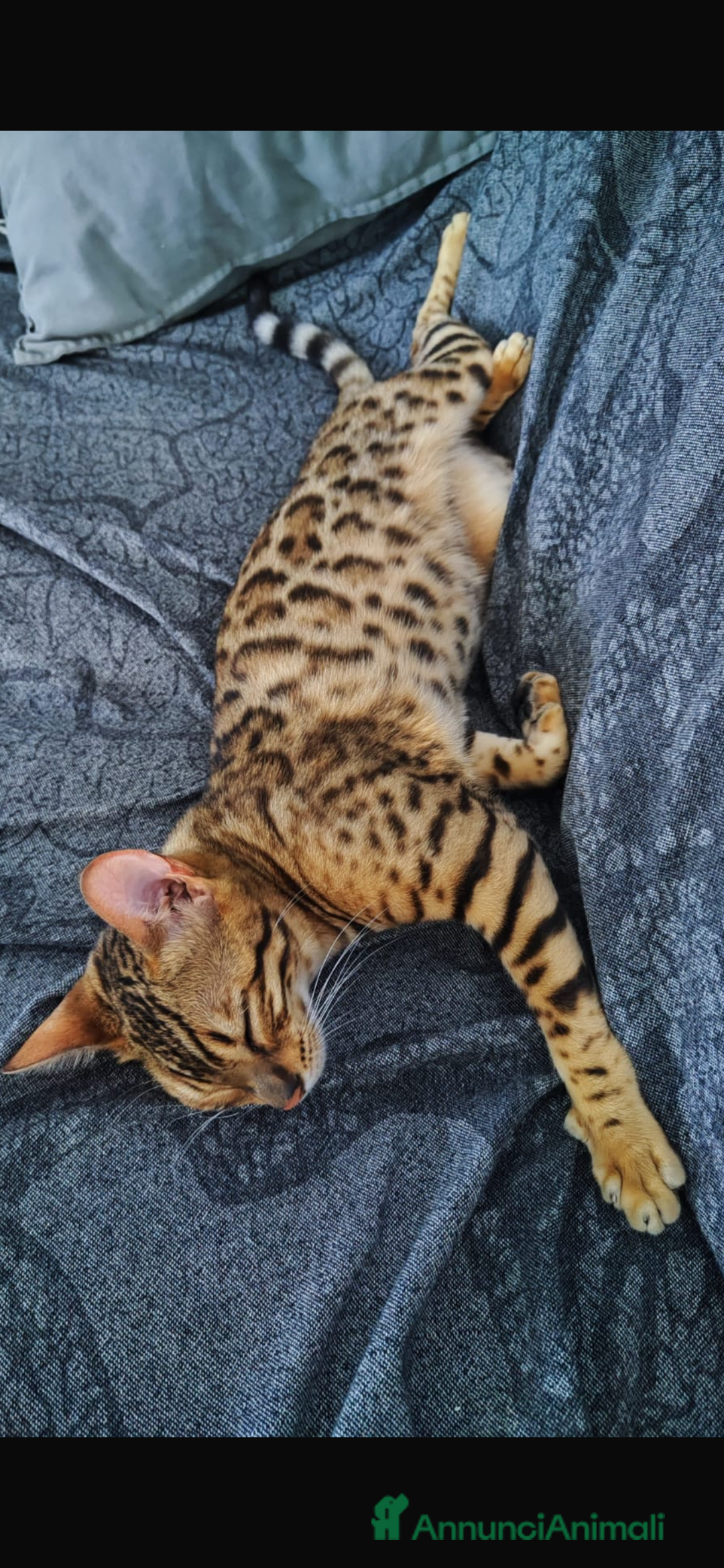 Bengala gatti in vendita: Femmina bengala  - Annuncio 3