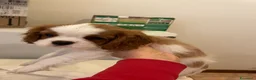 Cavalier King cani in vendita: Cavalier King CS con Pedigree - Annuncio 4