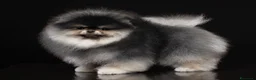 Volpino Pomerania cani per accoppiamento: Pomerania nero focato per monta accoppiamento a Provincia di Pesaro e Urbino - Annuncio 3