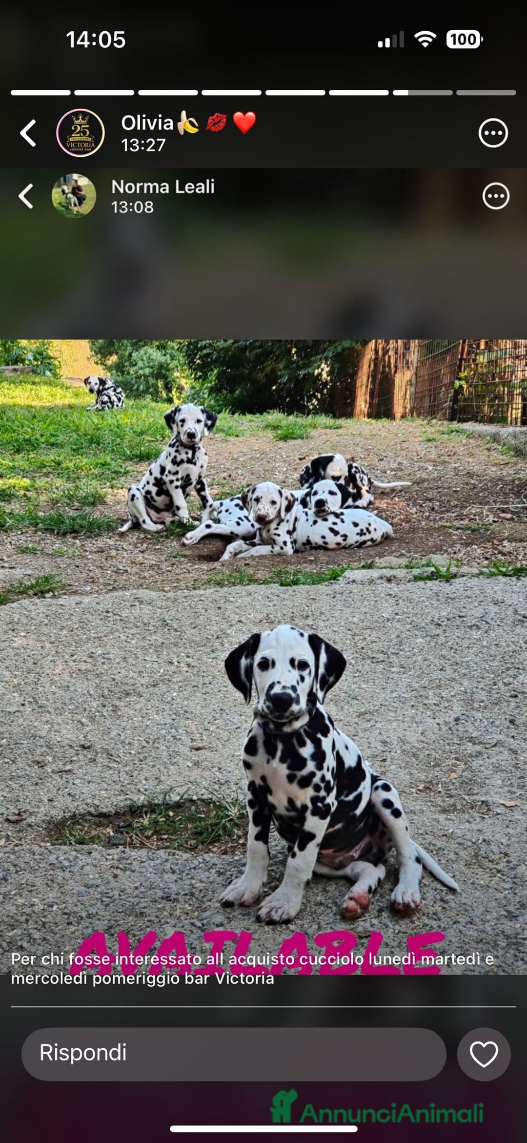 Dalmata cani in vendita: Dalmata cuccioli - Annuncio 4