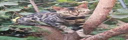 Bengala gatti in vendita: Splendida gattina Bengala  - Annuncio 1