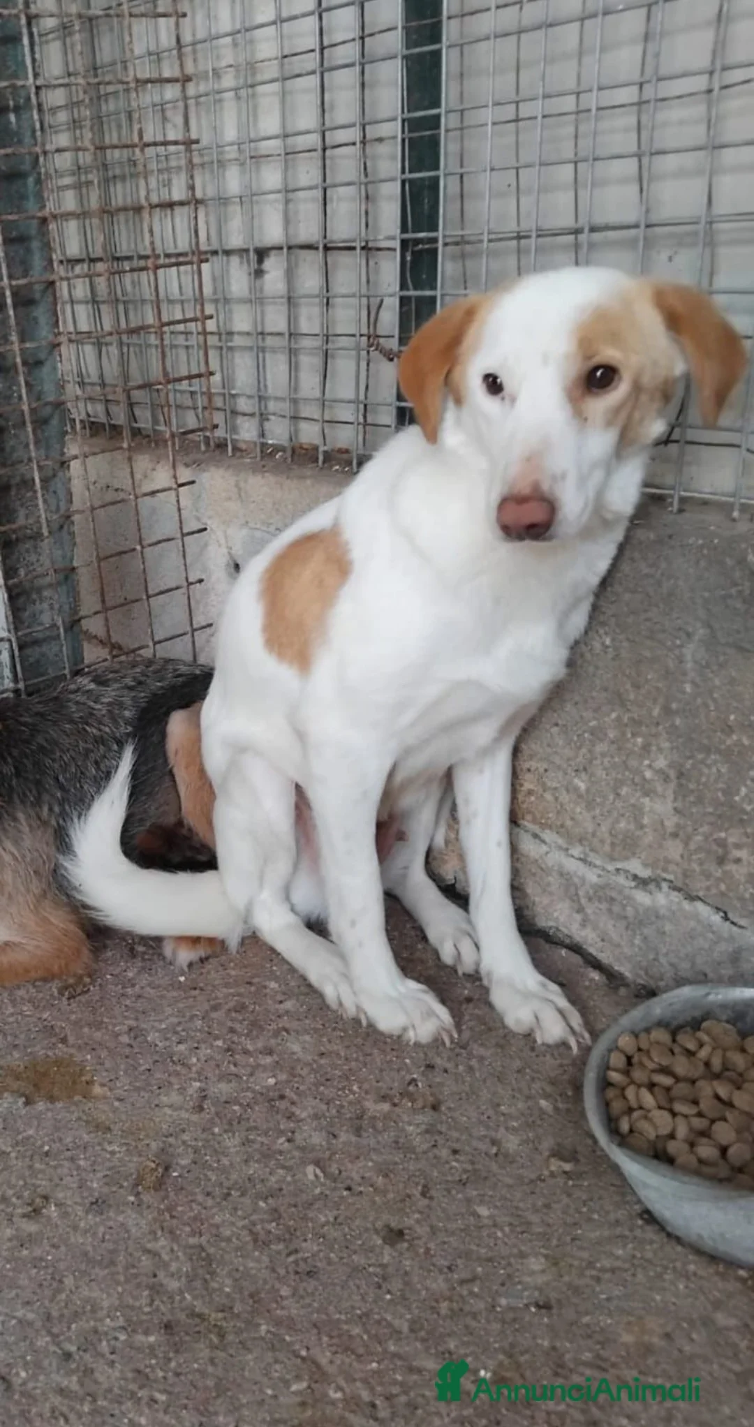 Meticcio cani in regalo: angelica - Annuncio 3