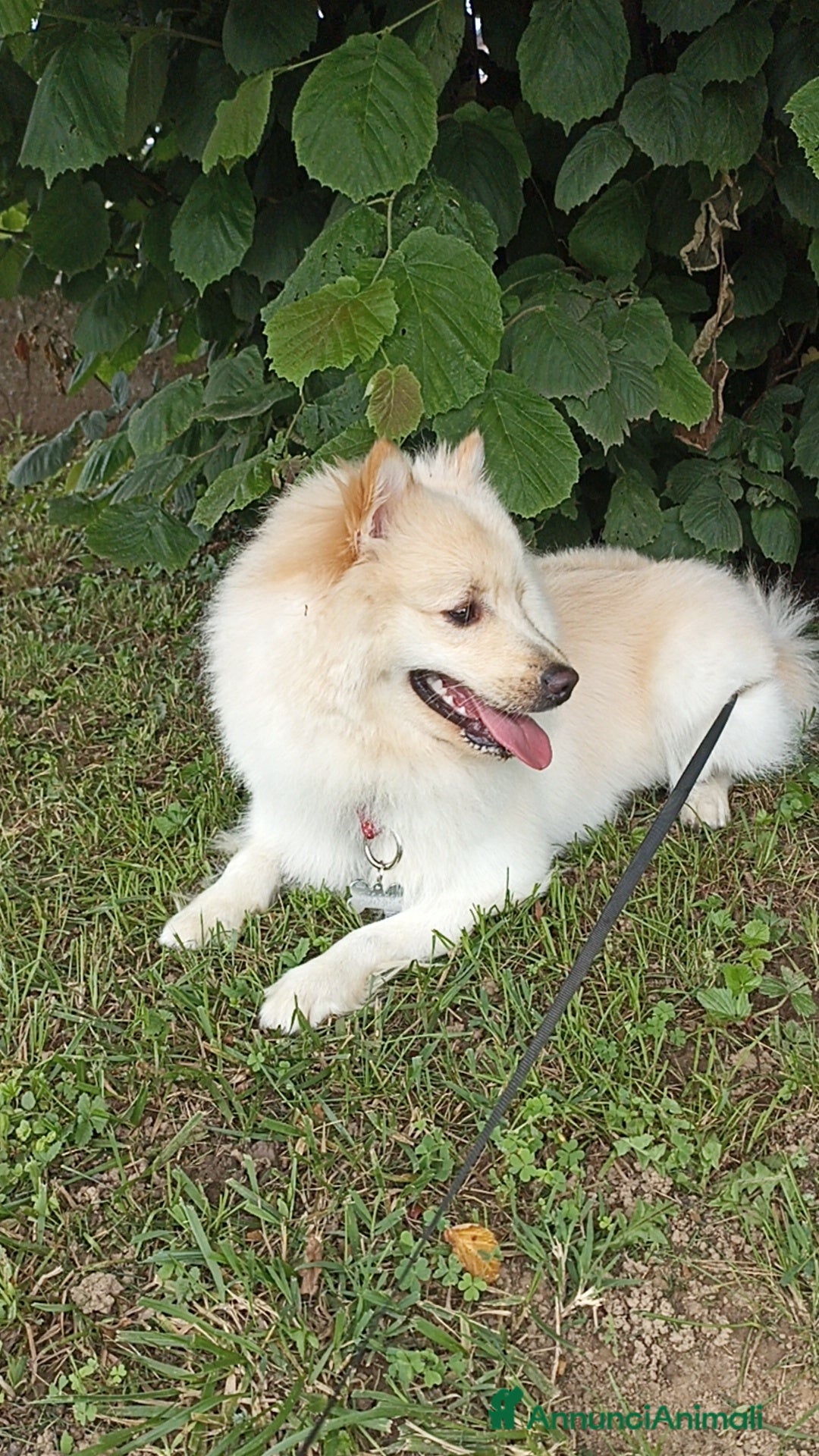 Volpino Italiano cani per accoppiamento: Volpino Italiano - Annuncio 6