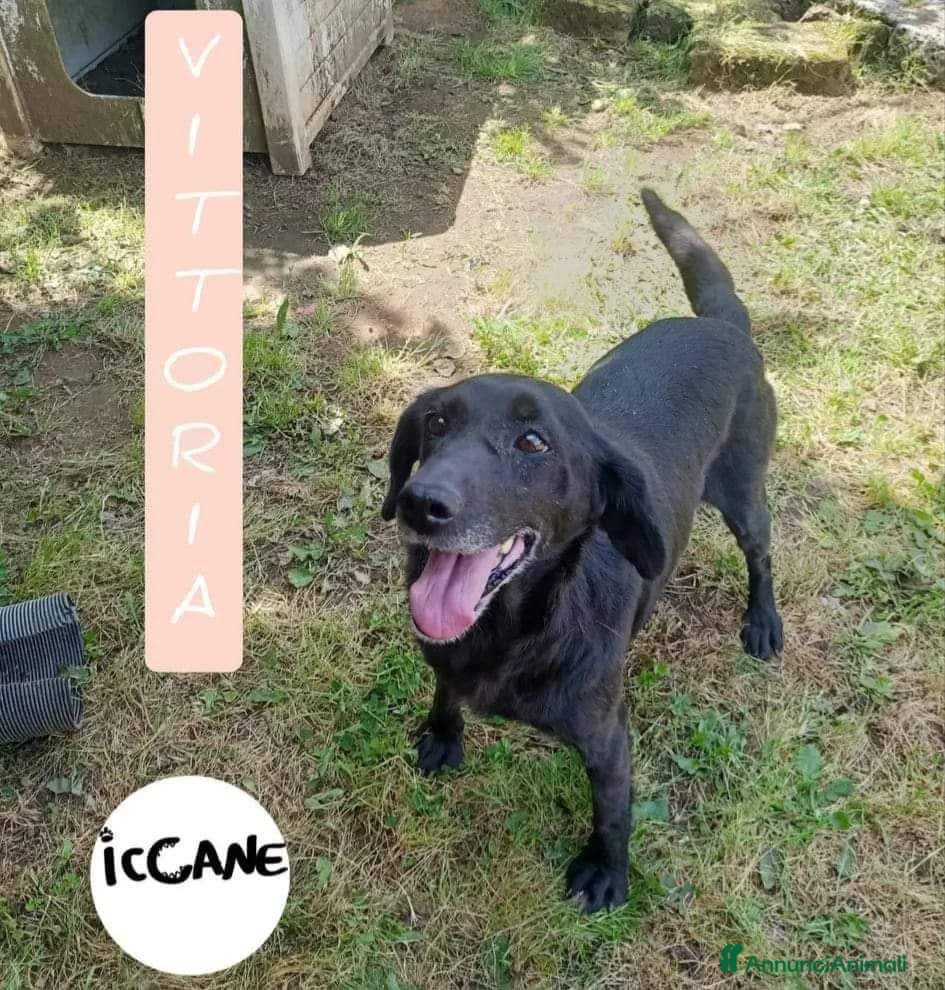 Meticcio cani Vittoria - Annuncio 21