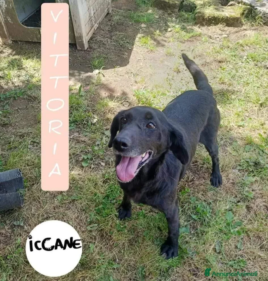 Meticcio cani in regalo: Vittoria a Provincia di Viterbo - Annuncio 1