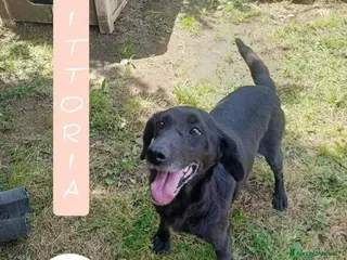 Meticcio cani Vittoria - Annuncio 21