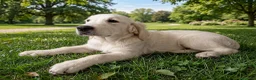 Golden Retriever cani in vendita: Goldenretriever linea inglese - Annuncio 2