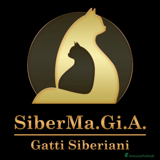 Immagine della galleria {{count}}